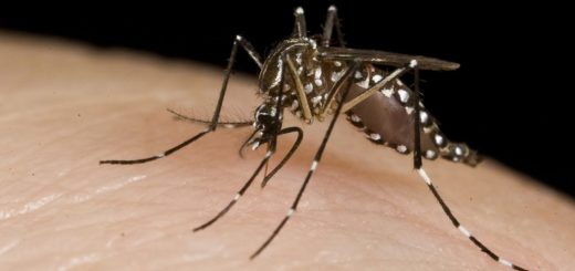 Cách xóa vết thâm do muỗi chích?