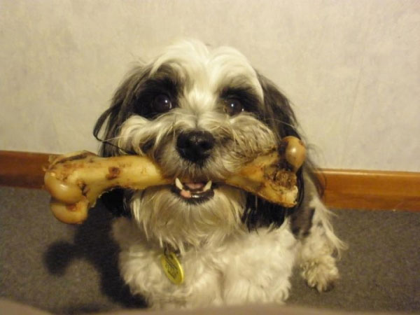 Tại sao chó thích gặm xương?