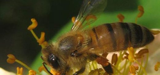 Tại sao loài ong ăn thịt đồng loại?