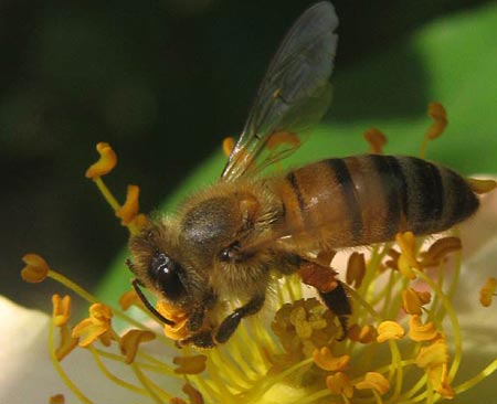 Tại sao loài ong ăn thịt đồng loại?